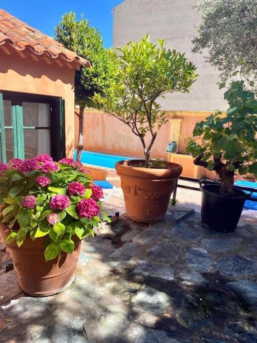 Villa Antonia Calvi  Dış mekan fotoğraf
